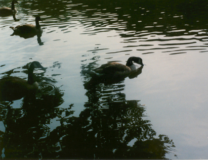 rookery_lake