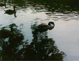 rookery_lake